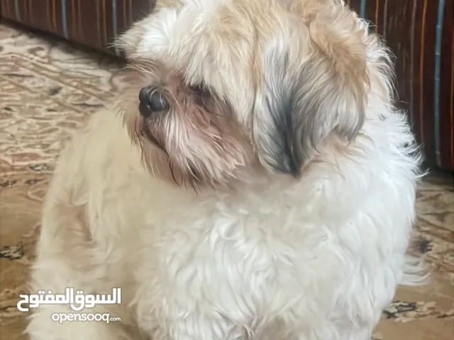 كلب شيتوز للبيع او لبدل بما يناسب مدرب وأليف