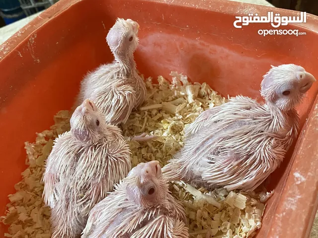 بسم الله ما شاء الله