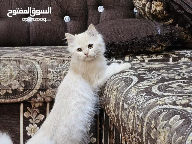 قطط شيرازيه