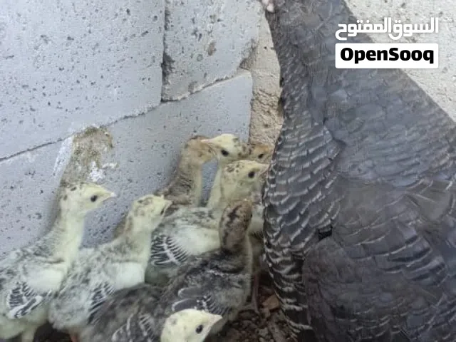 جاج حبش مع صيصان