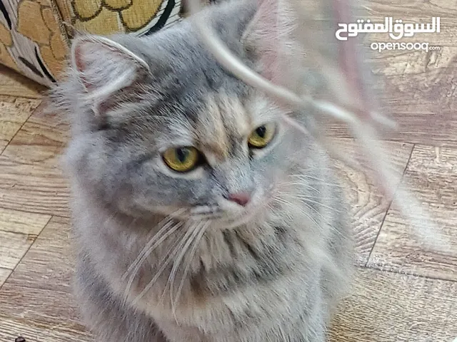 قطة لتبني طالبة تزاوج
