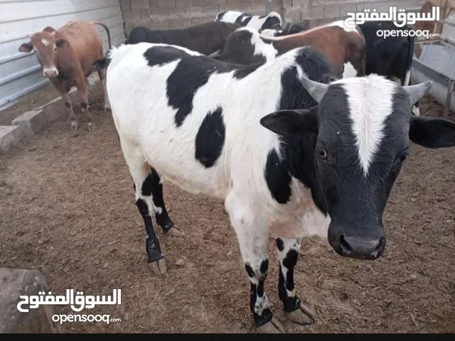 عجول عراقيه بالذمه احجام متنوعه