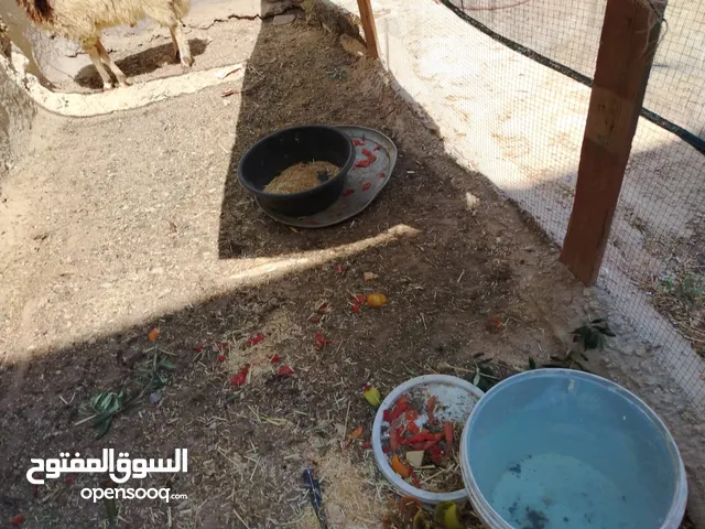 خارف بلدي للبيع