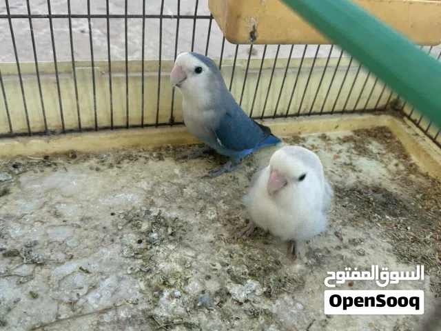 كوبيه بركديلو مصوقره فطويل سعرها180 سعر نهائي بلقفص والحضانه