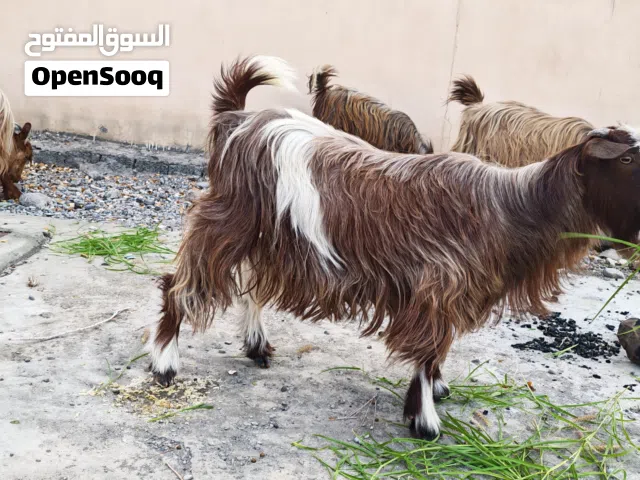 شاه عمانية بصة ممتازة