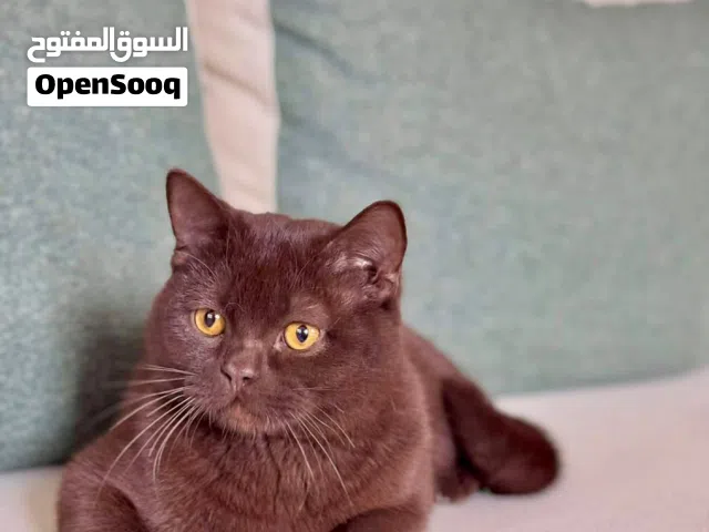 ذكور للتزاوج سينامون سكوتش دبل فولد جولدسكوتش فولد سلفرشيدد سكوتش ستريت سلفر شيدد بريتش جولدن py11