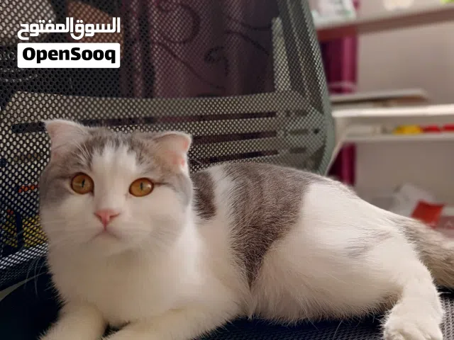 قطط اناث (سكوتش+باندا) للبيع