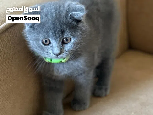 قطه سكوتش صغيره للبيع