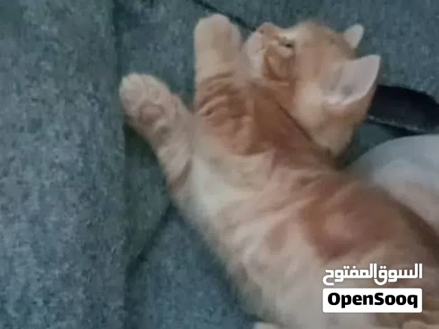 لون ابض وملونين