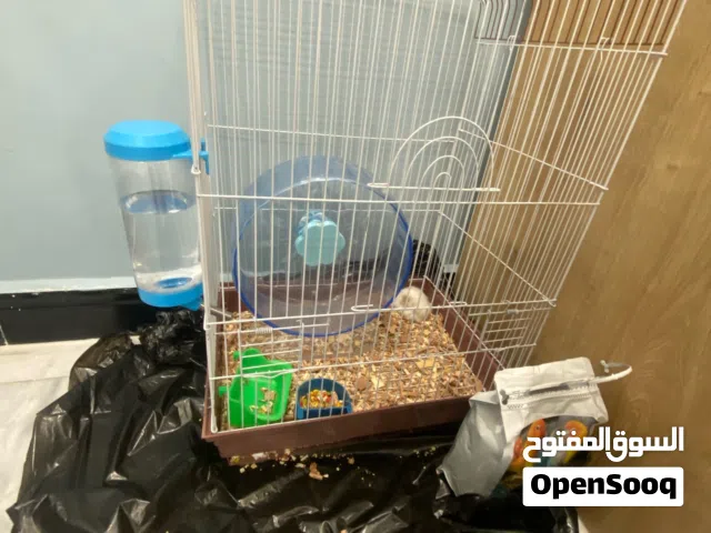هامستر للبيع