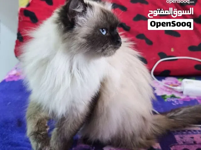 قطة هملايا عمر 12 شهر ويوجد طفل قطة هلايا ذكر عمر شهرين فقط