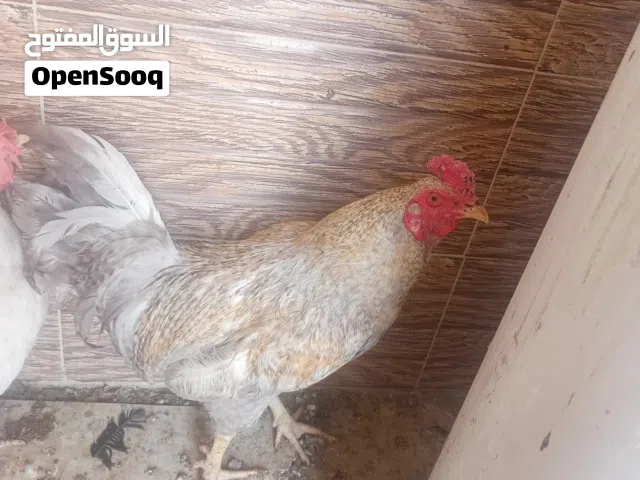 ديوك عرب عدد 6 للبيع