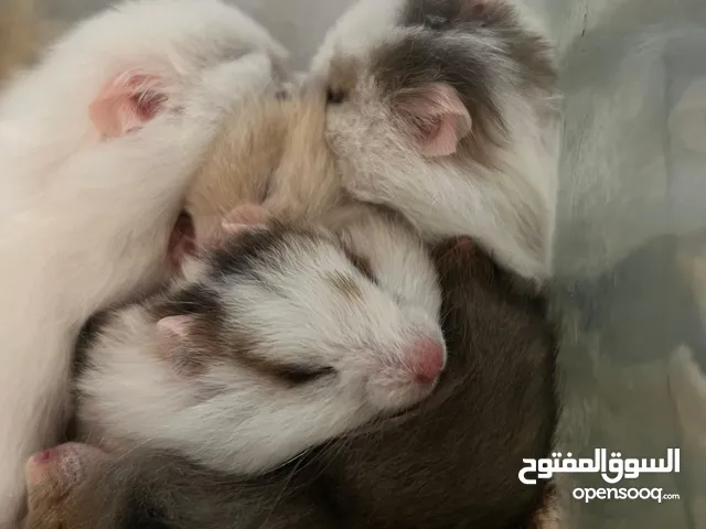 افراخ هامستر صحه وجمال شعر طويل الوانهن حيل حلوات التصوير ضالمهن الزوج 25 الف