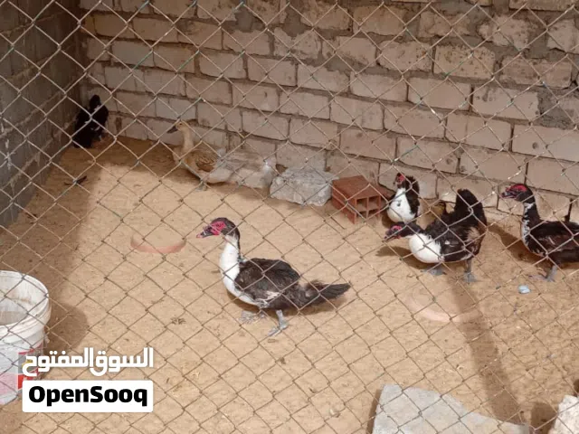 6 بطات وفلوس ربي يبارك