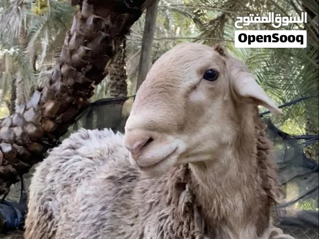 كبش للبيع الوصف مهم!!