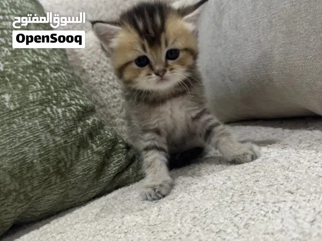 للبيع قطط سكوتش