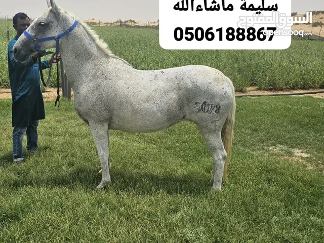 خيول للبيع