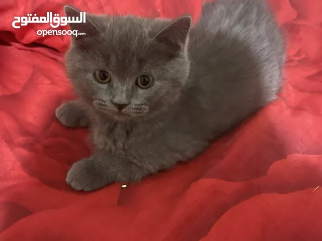 قطط منزلية جميلة للبيع – نظيفة وصحية Turkish Angora