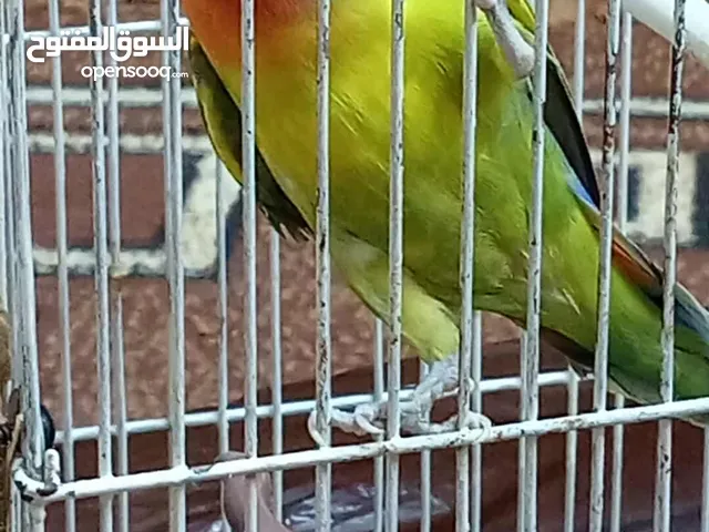 جوز روز للبيع طيور رائعات ما شاء الله الله يبارك يصاحب نصيب