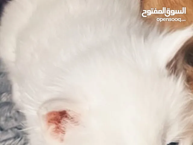 شانشيلا مكس شيرازي