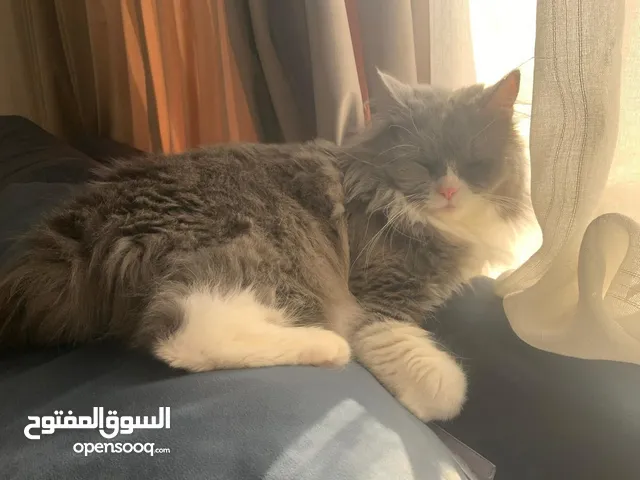 قطه للتبني