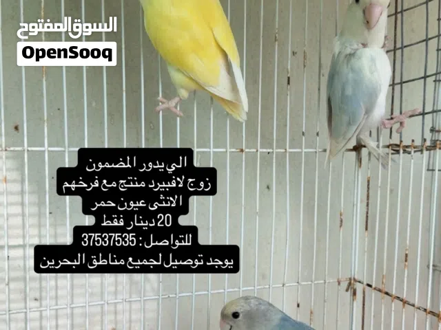 زوج لافبيرد منتج مع فرخهم 20 دينار فقط تشمل الزوج مع الفرخ