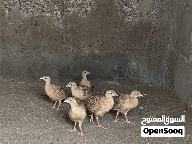 6 فروخ صفارد اصفر سوبر جامبو