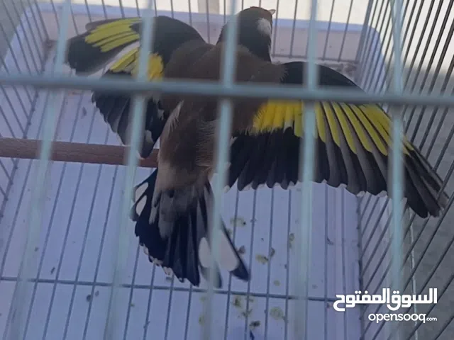 خلوي 3 سنين بارفا حر حاجة بسم الله مشاء الله ص