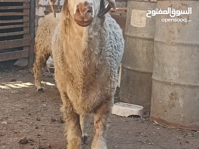 خروف لحم برقى وزن 60 كليو