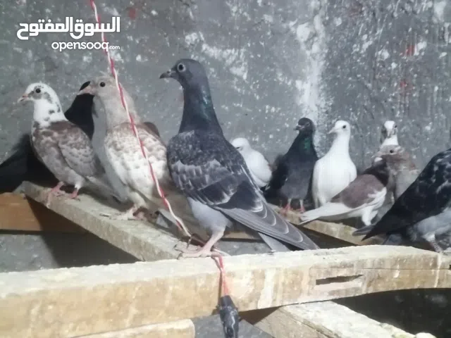 حمام بلدي تربية بيتي بالكامل