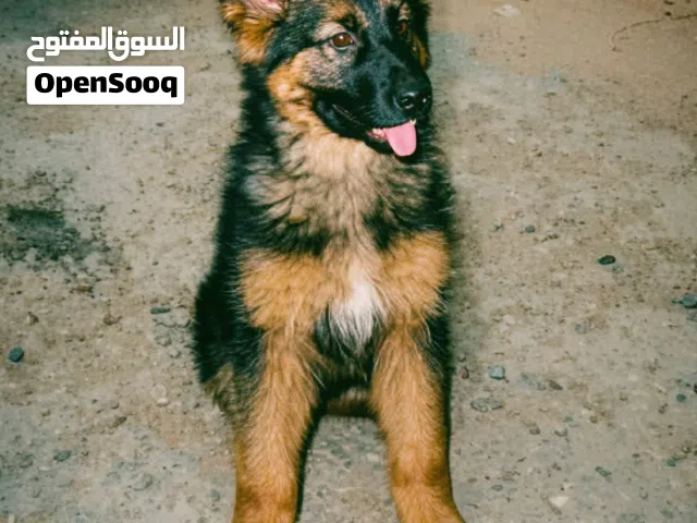 السلام عليكم كلب حالة ممتازة