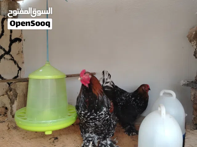 زوز كوبيات برهمه
