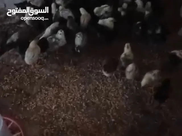صياصان دجاج بلدي للبيع
