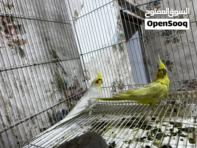 كوكتيل ثنين نثيه وفحل الله شاهد بياضات السعر 60وبيهم مجال المكان البصره الحيانيه