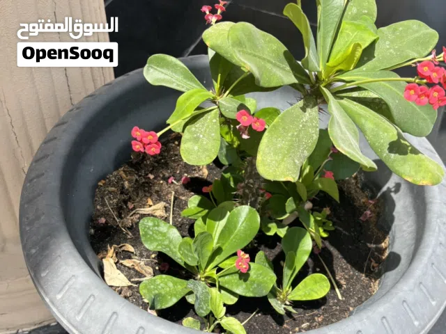 2 flower pots with plants