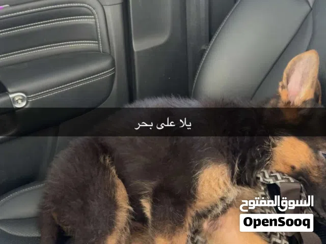 شو لاين للبيع