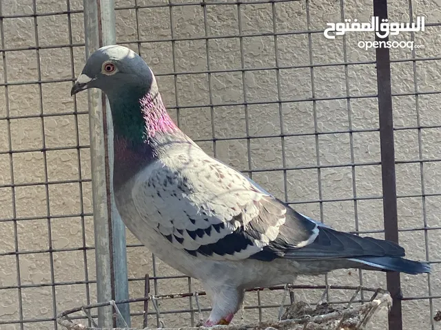 حمام زاجل اصلي ل سباقات