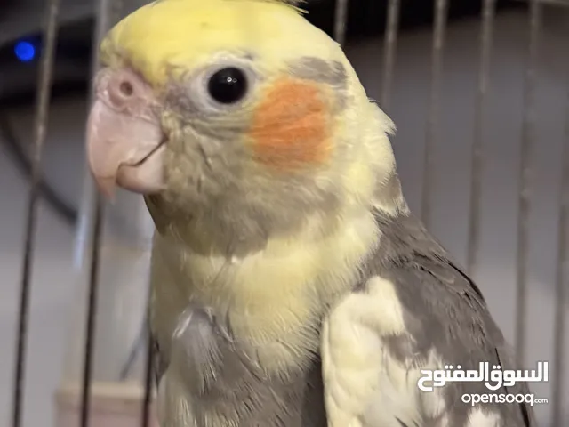مطلوب ببغاء سنغالي او كوكتيل مروض وذكر