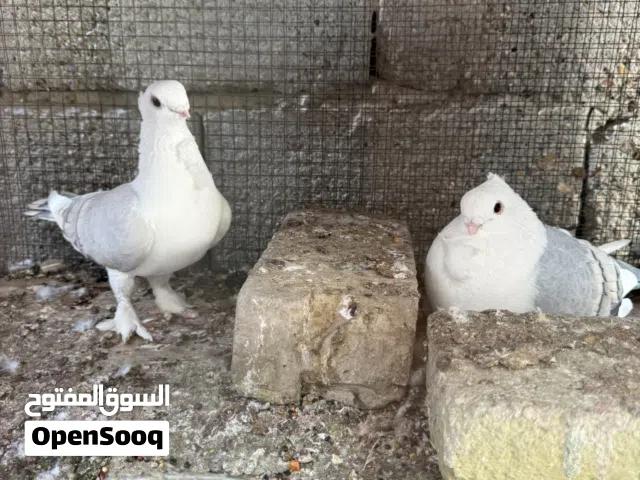 سنتلايت آلاج زوج مبيضات و رواعب حمر زوج للبيع