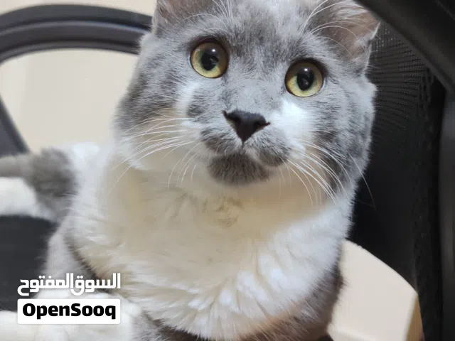 قط مكس بريتيش وشيرازي - ذكر