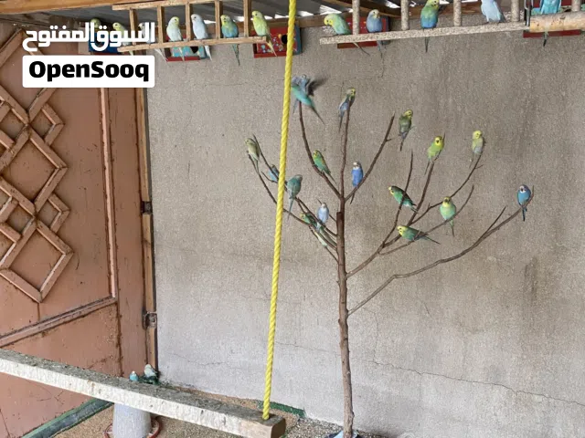 طيور حب رينبو وتراكيب