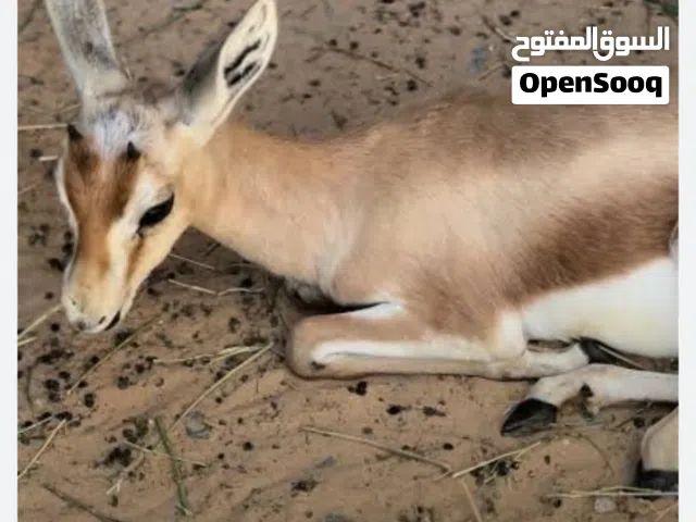 غزال الريم ذكر