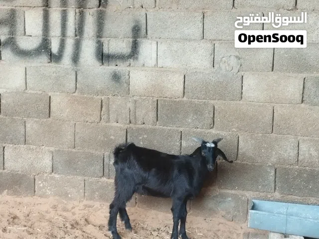 جدي مقرس للبيع