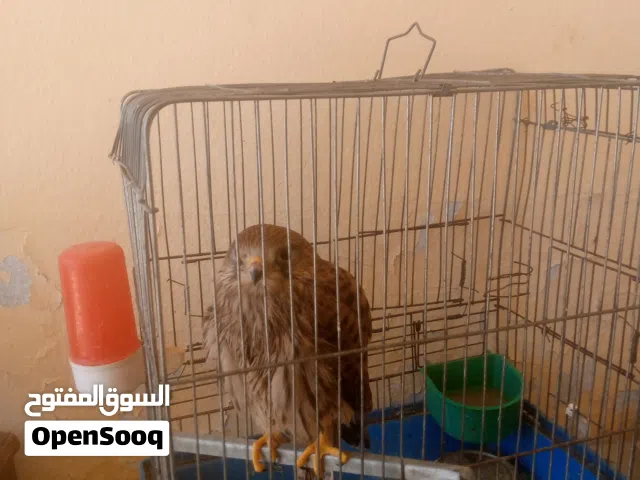 السلام عليكم طير للبيع اعلى سعر