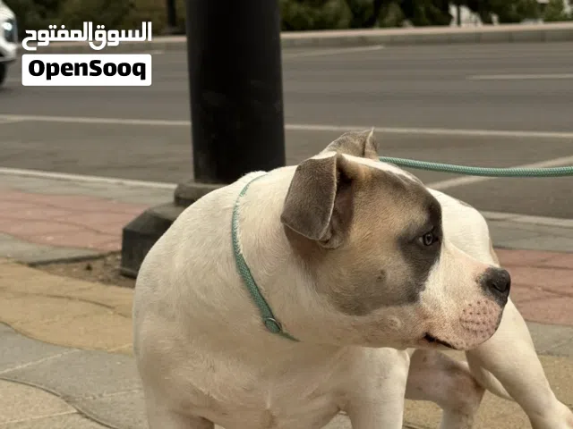 أمريكن بولي