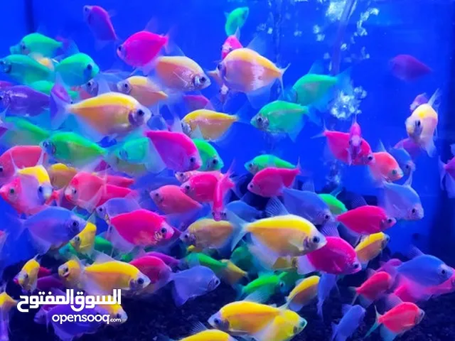 أسماك زينة تسحر العيون بجمالها و روعتها