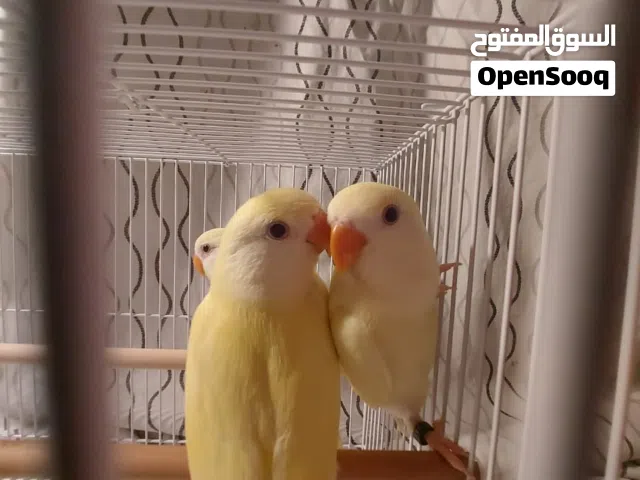 طيور حب أليفه