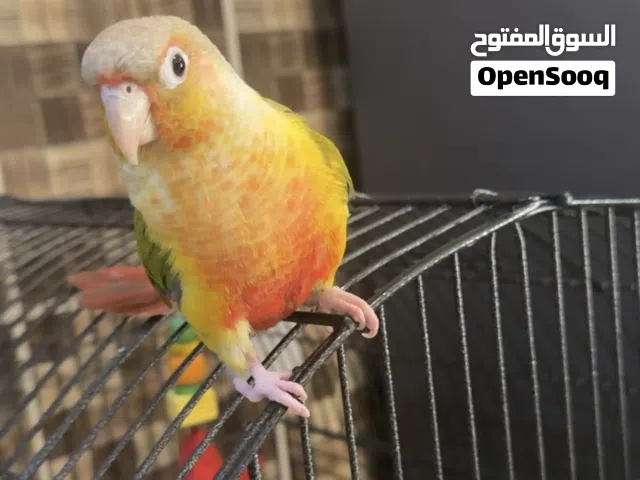 للبيع كنيور ربوه طيبه