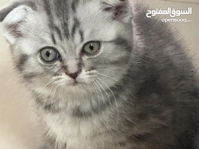كتين بريتش ماربل شورت هير