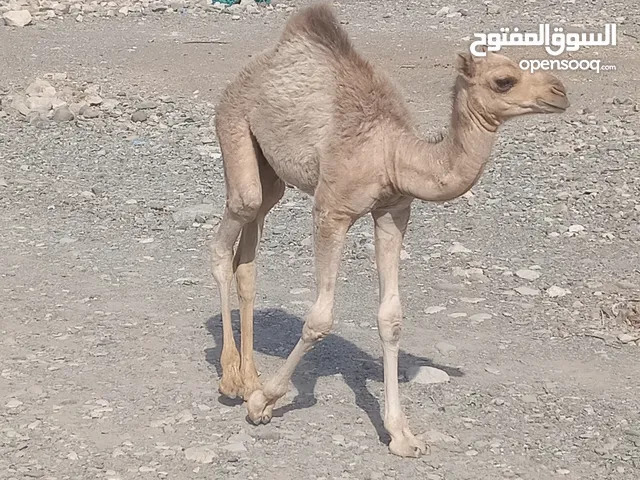 البيغ قعود ماشالله سمين شباعن حليب طالب فيه 300عير قابل